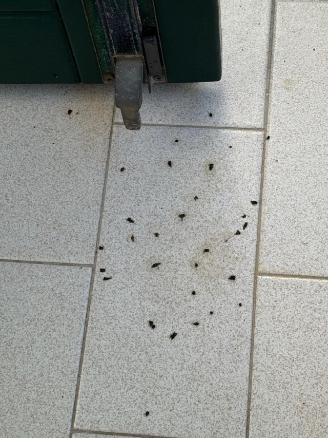 Aiutoooo!!! Escrementi non identificati